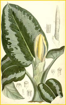   ( Schismatoglottis asperata ) Curtis's Botanical Magazine