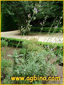 Шалфей ( Salvia candelabrum )