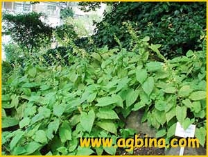 Шалфей клейкий ( Salvia glutinosa )
