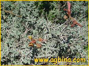 Шалфей ланцетовидный ( Salvia lanceolata )