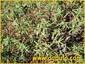 Шалфей медоносный ( Salvia mellifera)