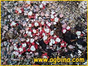   ( Sedum spathulifolium )