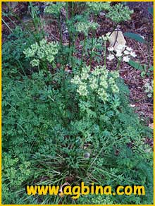   ( Selinum carvifolia )