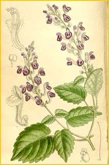   ( Scutellaria violacea ) Curtis's Botanical Magazine 1910