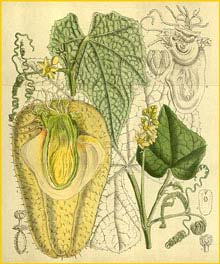  /  /    ( Sechium edule ) Curtis's Botanical Magazine  1917