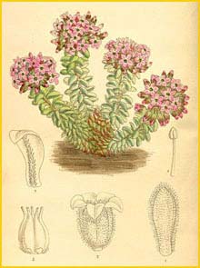  ( Sedum pilosum ) Curtis's Botanical Magazine 1913