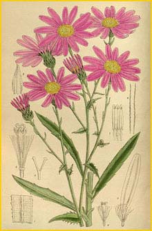  ( Senecio glastifolius )  Curtis's Botanical Magazine 1915