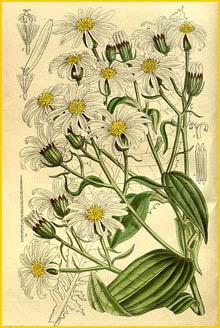    ( Senecio hectorii )  Curtis's Botanical Magazine 1917