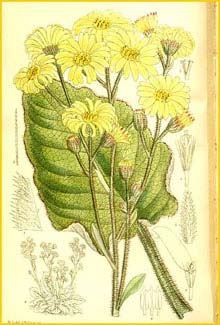   ( Senecio saxifragoides )  Curtis's Botanical Magazine 1911