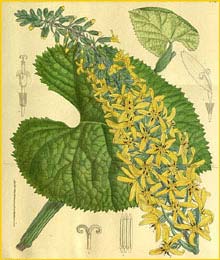   ( Senecio stenocephalus )  Curtis's Botanical Magazine 1913
