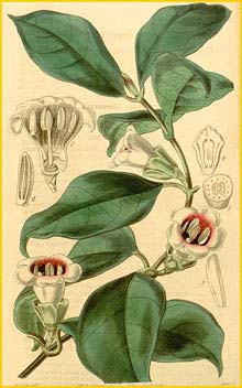   ( Sherbournia calycina )  Curtis's Botanical Magazine 1942