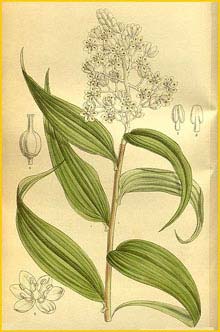   ( Smilacina paniculata ) Curtis's Botanical Magazine 1914