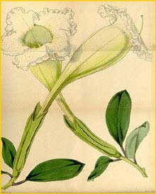    ( Solandra longiflora ) Curtis's Botanical Magazine