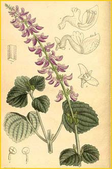   ( Solenostemon godefroyae ) Curtis's Botanical Magazine 1913