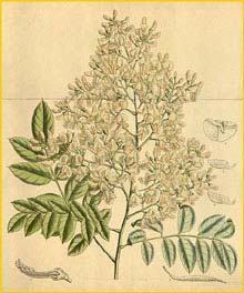   ( Sophora japonica ) Curtis's Botanical Magazine 1918