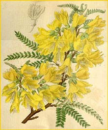   ( Sophora macnabiana ) Curtis's Botanical Magazine