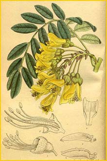   ( Sophora macrocarpa ) Curtis's Botanical Magazine 1916
