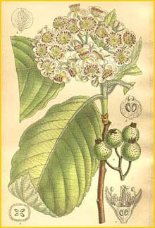   ( Sorbus cuspidata )  Curtis's Botanical Magazine 1909