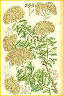  ( Spiraea vietchii ) Curtis's Botanical Magazine 1911