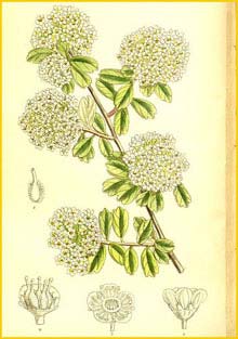   ( Spiraea wilsoni ) Curtis's Botanical Magazine 1911