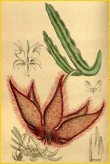   ( Stapelia gettleffii ) Curtis's Botanical Magazine 1916