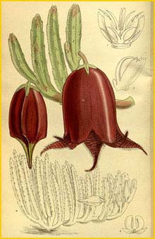  ( Stapelia leendertziae ) Curtis's Botanical Magazine 1914
