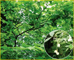   ( Staphylea pinnata ),    