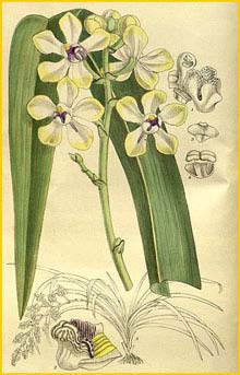  ( Stauropsis imthurnii ) Curtis's Botanical Magazine 1917