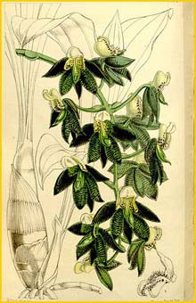   ( Catasetum atratum ) Curtis's Botanical Magazine
