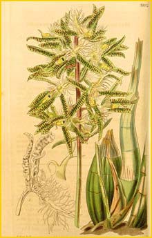   ( Catasetum barbatum ) Curtis's Botanical Magazine 1841