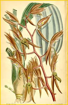   ( Catasetum callosum ) Curtis's Botanical Magazine 1882