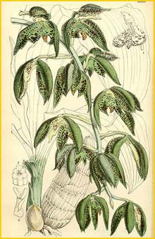   ( Catasetum cernuum ) Curtis's Botanical Magazine 1863