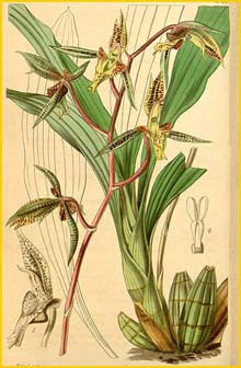   ( Catasetum deltoideum ) Curtis's Botanical Magazine 
