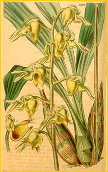   ( Catasetum discolor ) Curtis's Botanical Magazine  1841