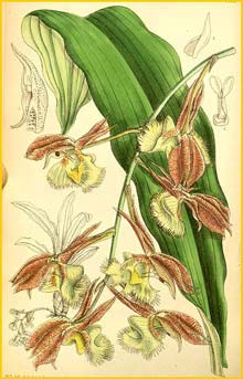  ( Catasetum fimbriatum ) Curtis's Botanical Magazine  1891