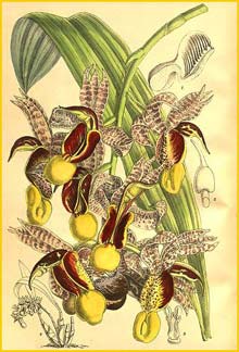   ( Catasetum galeritum ) Curtis's Botanical Magazine