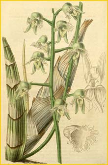   ( Catasetum gardneri ) Curtis's Botanical Magazine 1839