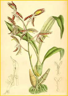   ( Catasetum garnetianum ) Curtis's Botanical Magazine 1889