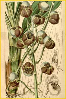   ( Catasetum globiflorum ) Curtis's Botanical Magazine 