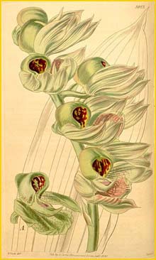   ( Catasetum integerrimum ) Curtis's Botanical Magazine