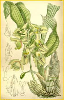   ( Catasetum lemosii ) Curtis's Botanical Magazine