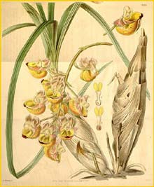   ( Catasetum longifolium ) Curtis's Botanical Magazine 1841