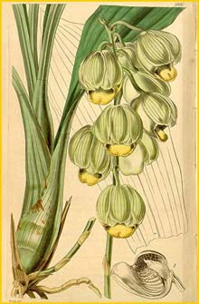   ( Catasetum luridum ) Curtis's Botanical Magazine 1842