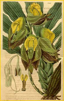   ( Catasetum macrocarpum ) Curtis's Botanical Magazine 1834