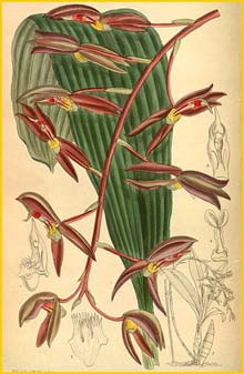   ( Catasetum microglossum ) Curtis's Botanical Magazine 1913
