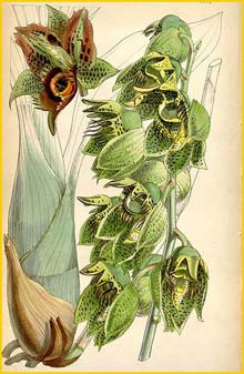   ( Catasetum naso ) Curtis's Botanical Magazine 