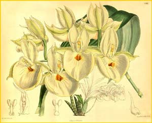   ( Catasetum pileatum ) Curtis's Botanical Magazine 1888