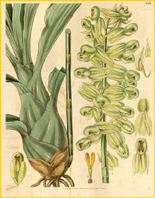   ( Catasetum purum ) Curtis's Botanical Magazine