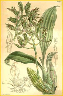   ( Catasetum randii ) Curtis's Botanical Magazine 