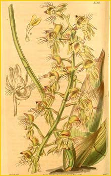  - ( Catasetum roseoalbum ) Curtis's Botanical Magazine 1841